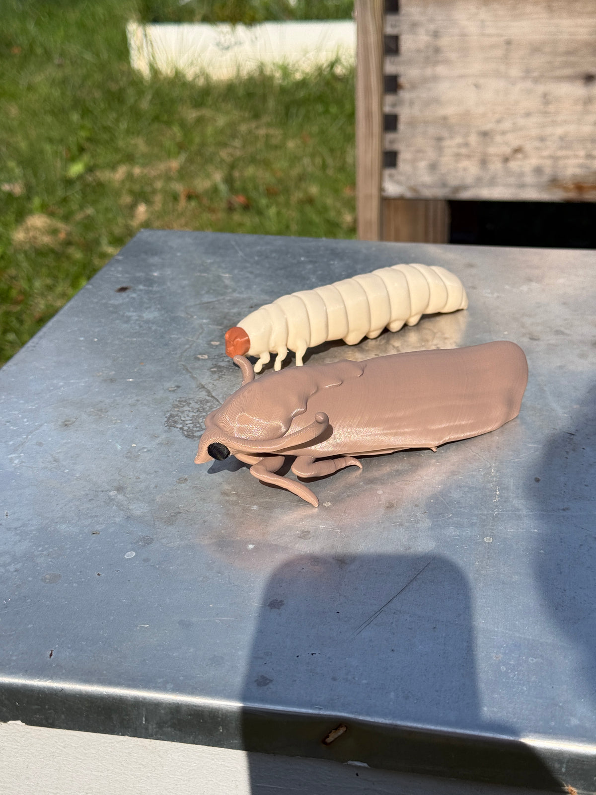 Adult Wax Moth