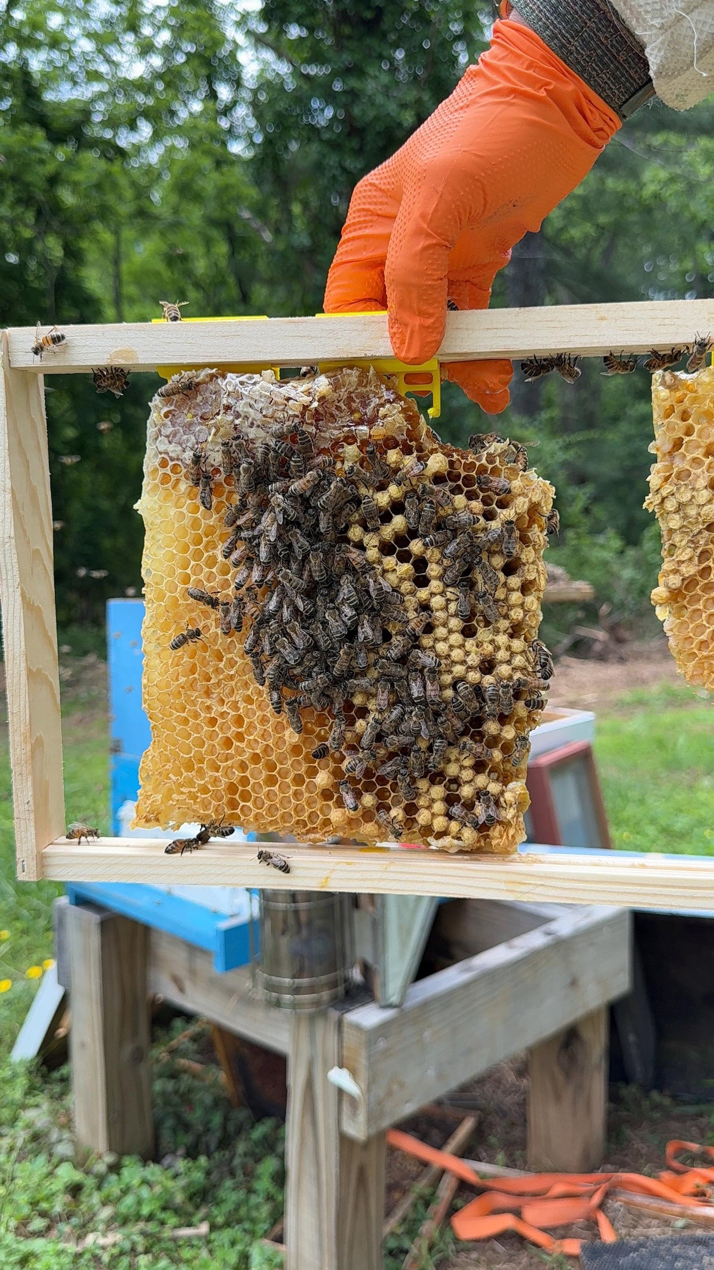 Person holding a honeycomb frame with bees and honeycomb in an outdoor setting