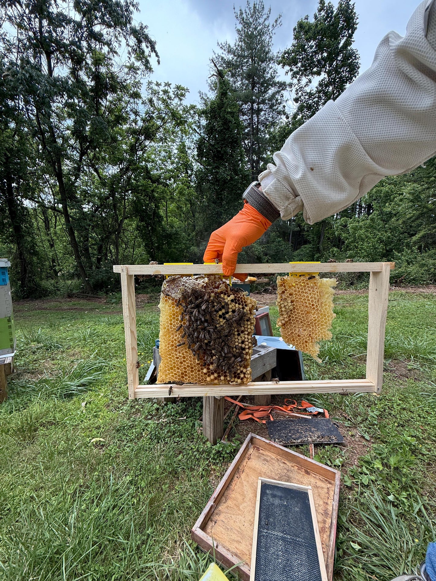 Person in beekeeping suit holding a frame with honeycomb in an outdoor setting