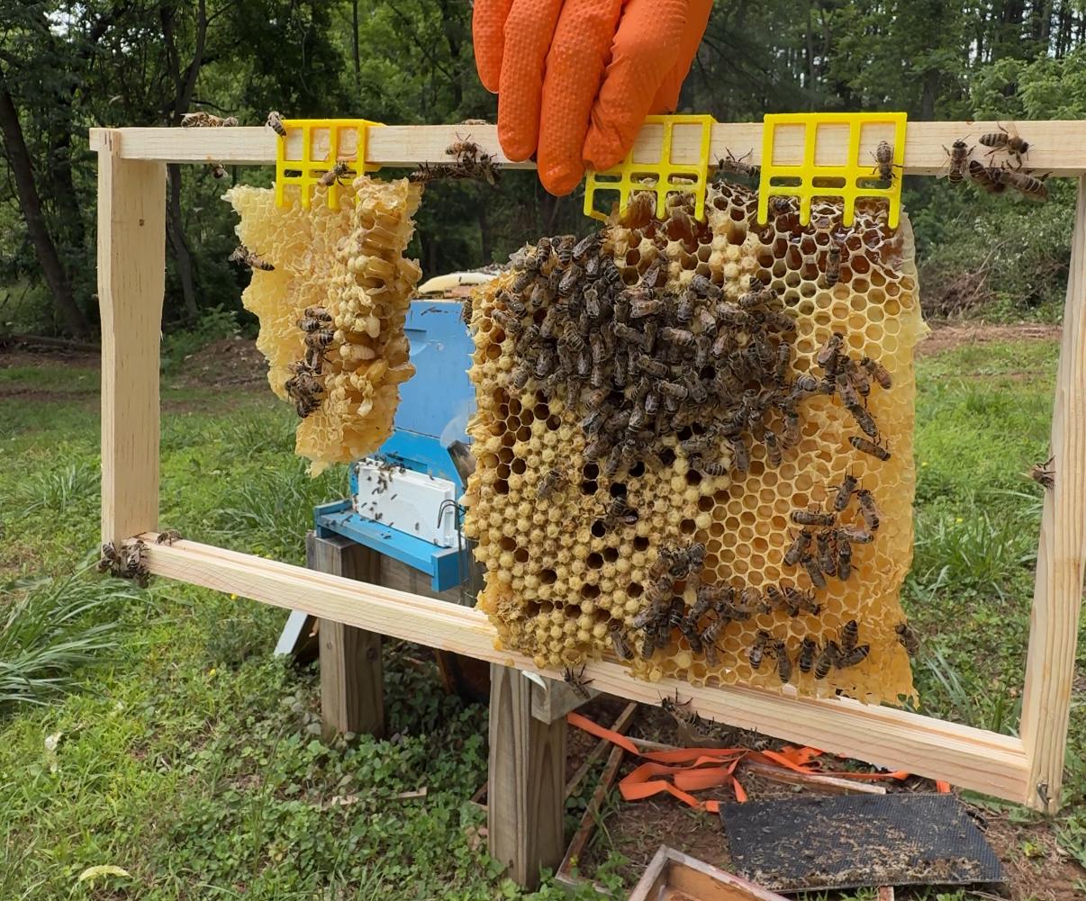 Person holding a honeycomb frame with bees in an outdoor setting