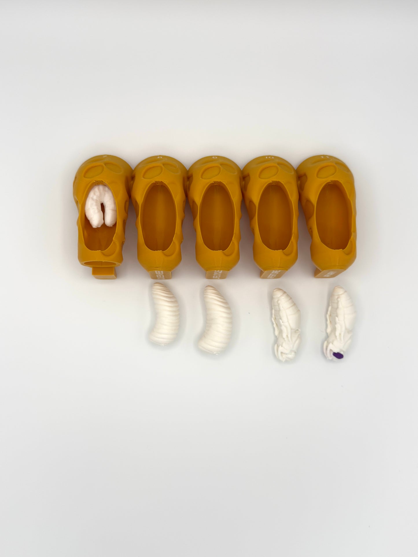 Honey Bee Queen Complete Lifecycle