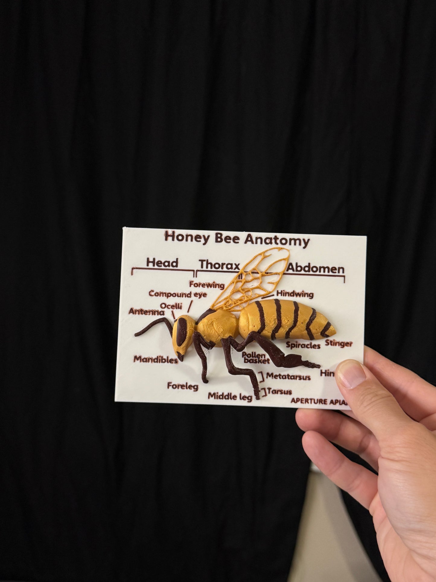 External anatomy