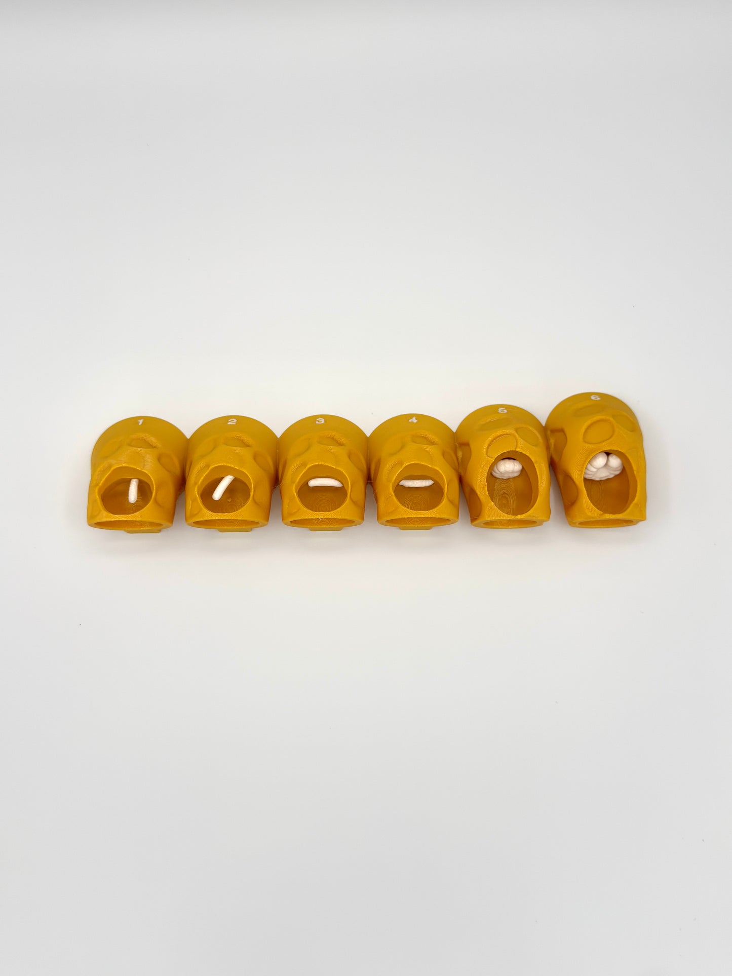 Honey Bee Queen Complete Lifecycle