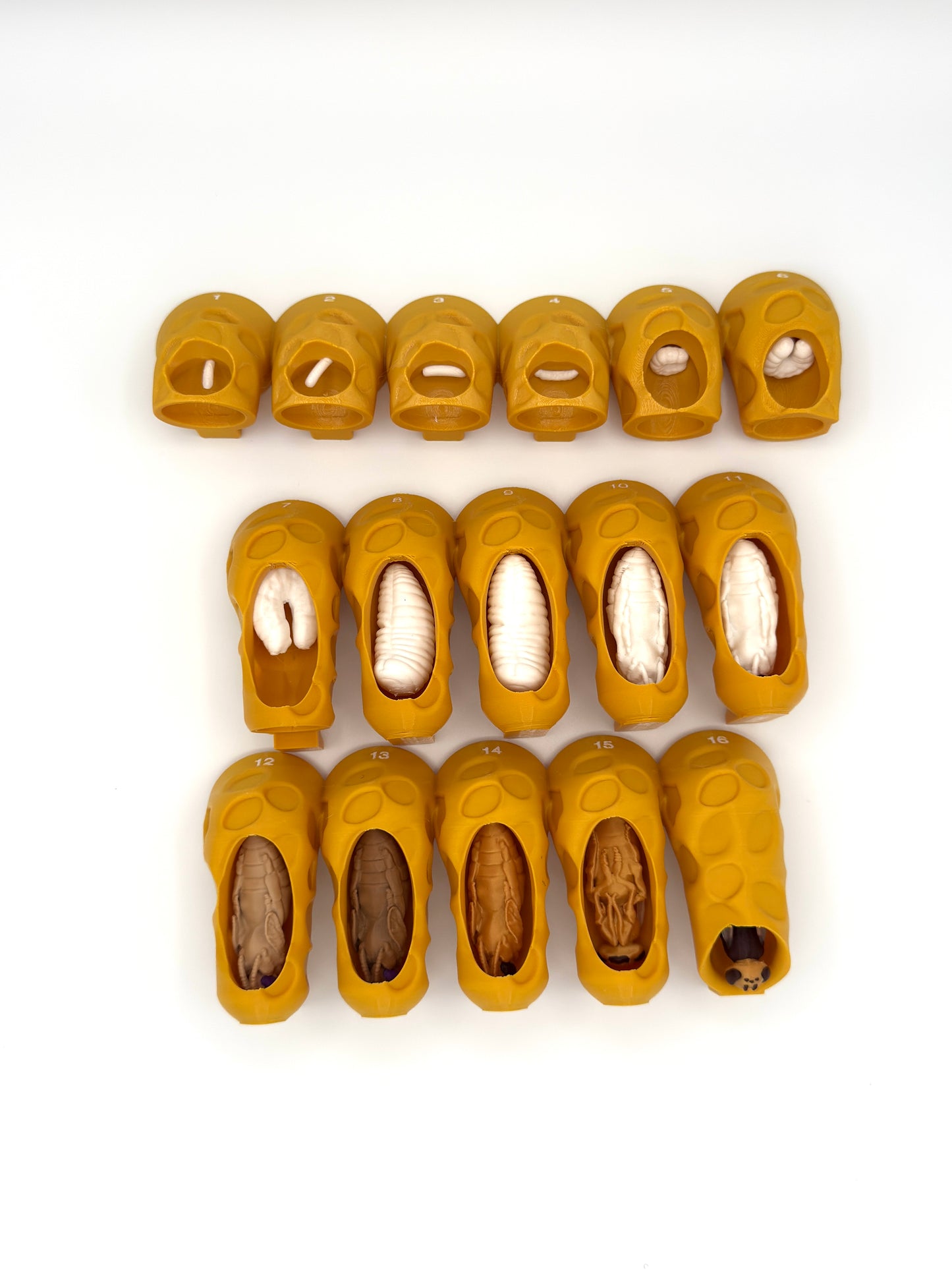 Honey Bee Queen Complete Lifecycle