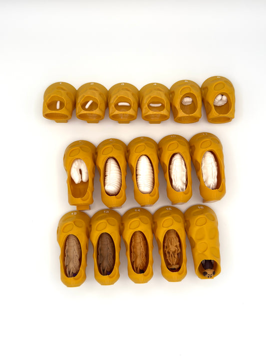 Honey Bee Queen Complete Lifecycle