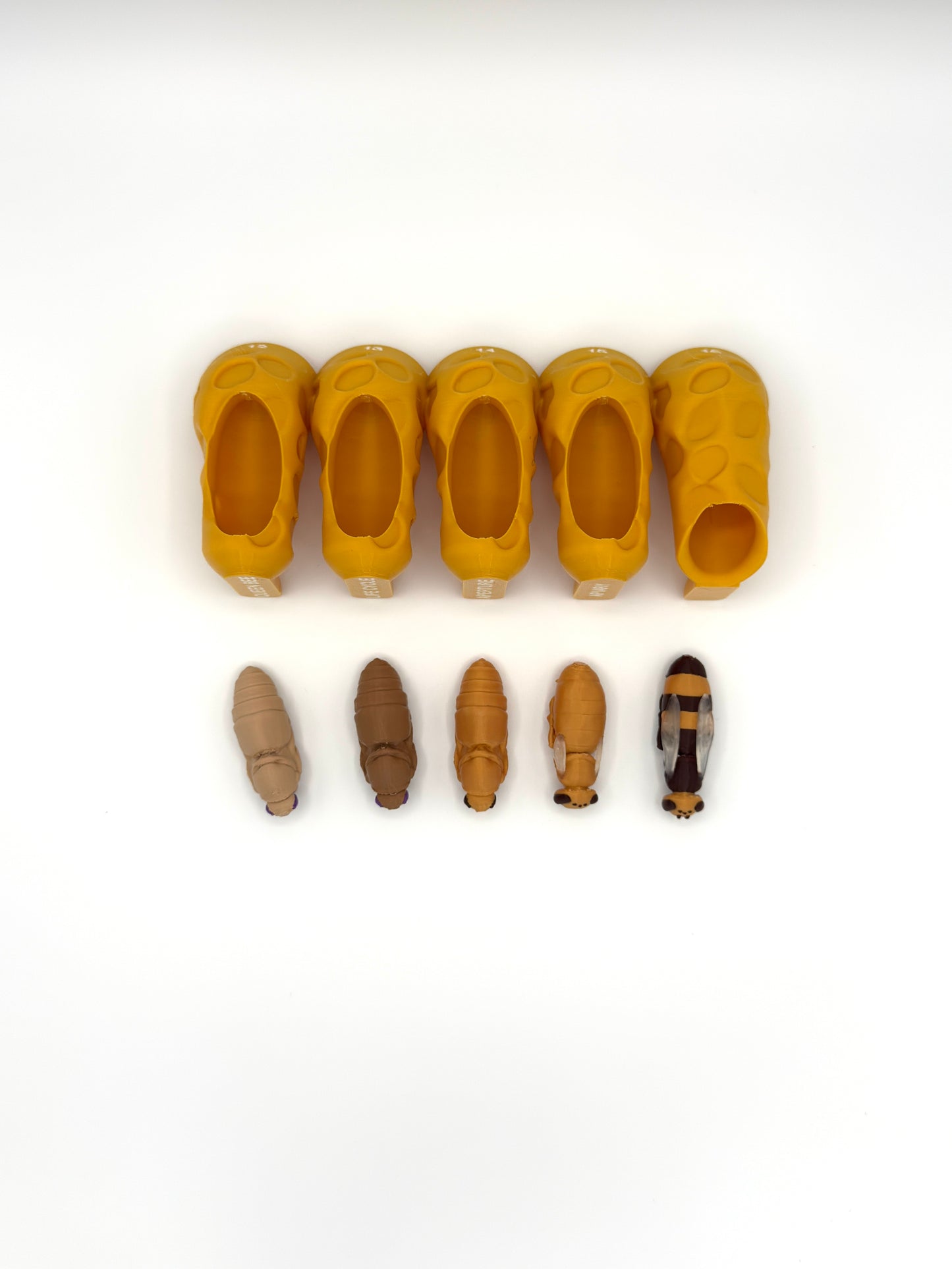 Honey Bee Queen Complete Lifecycle