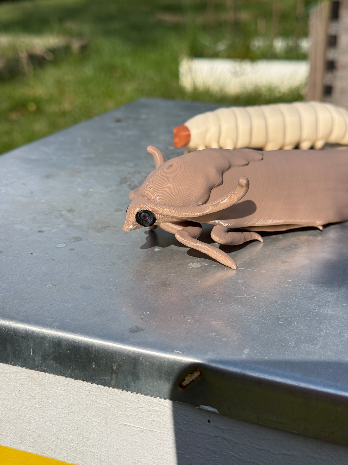 Adult Wax Moth