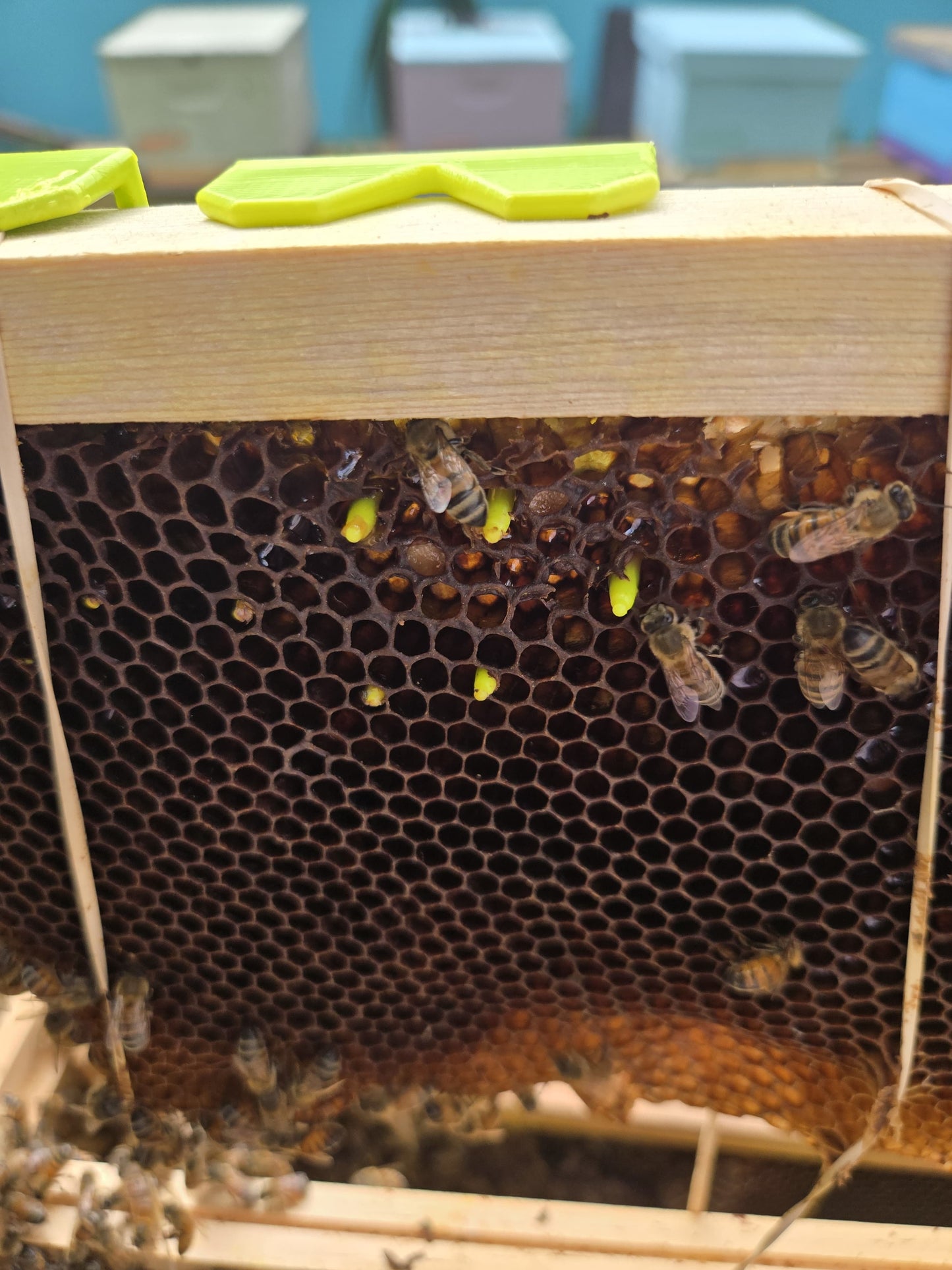 Comb Keeper: Comb Recovery Tool