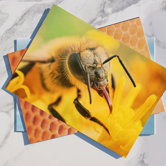 Educational Honey Bee Posters