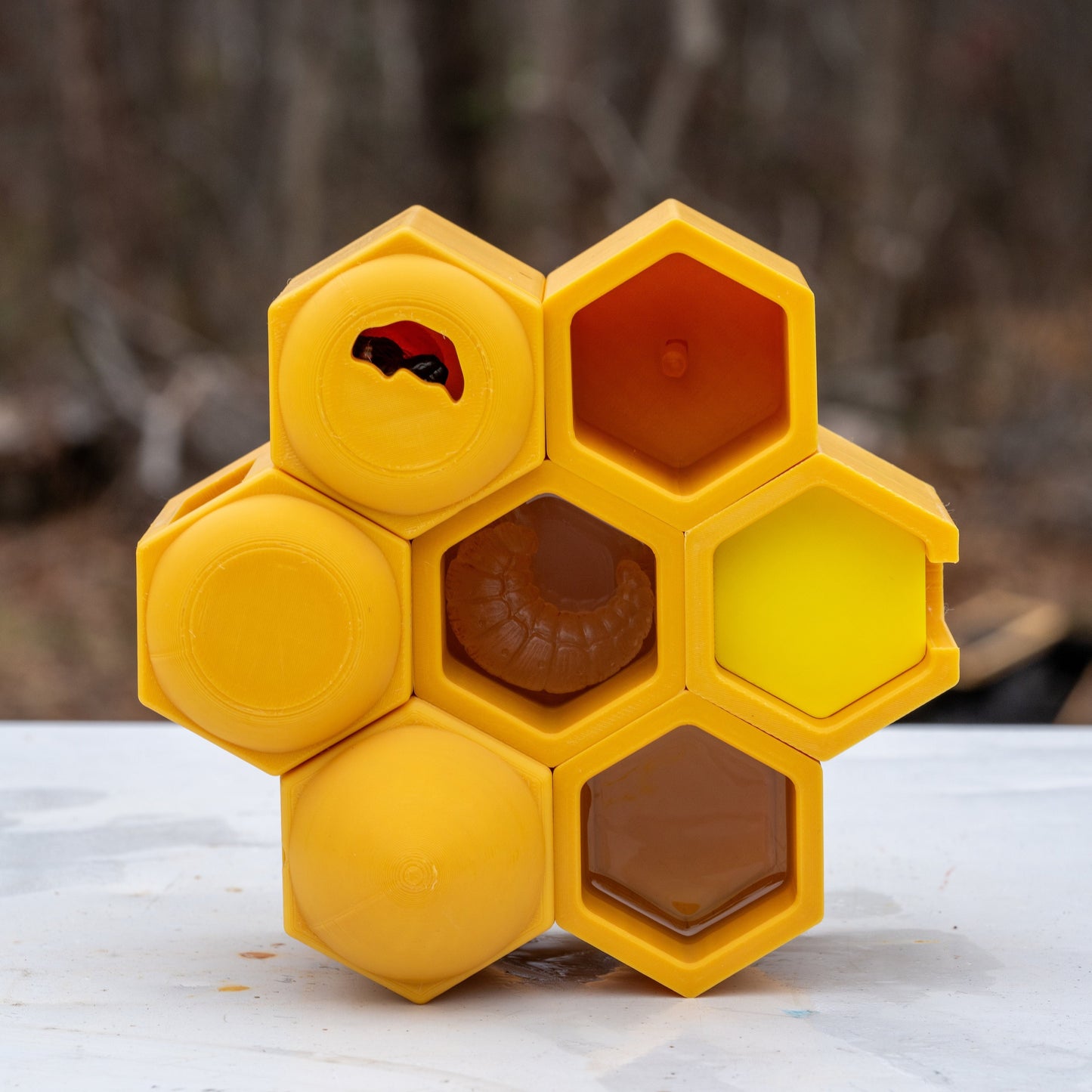 Life in the Hive: A hands-on Honey Bee learning kit for beekeepers