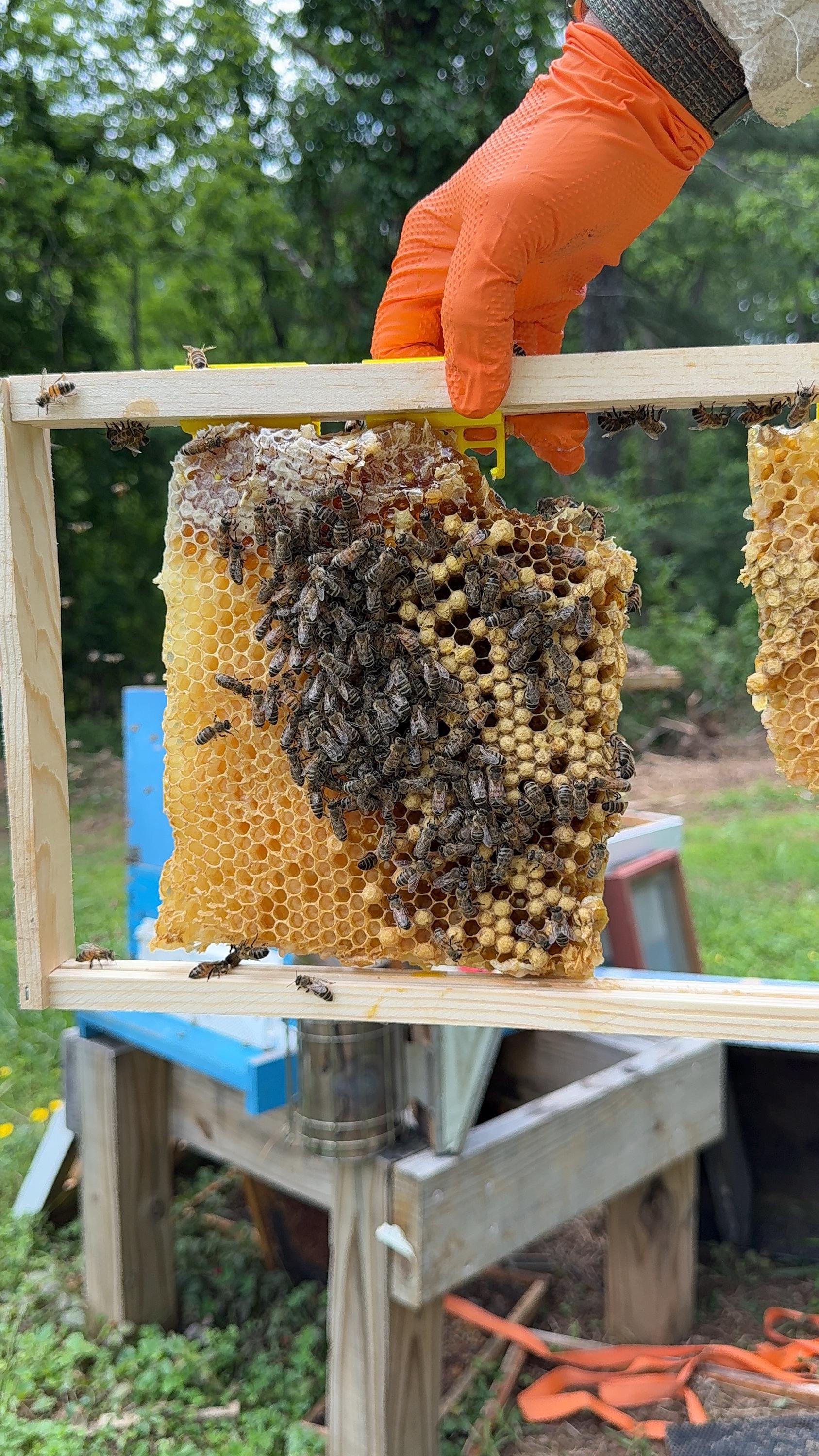 Person holding a honeycomb frame with bees and honeycomb in an outdoor setting