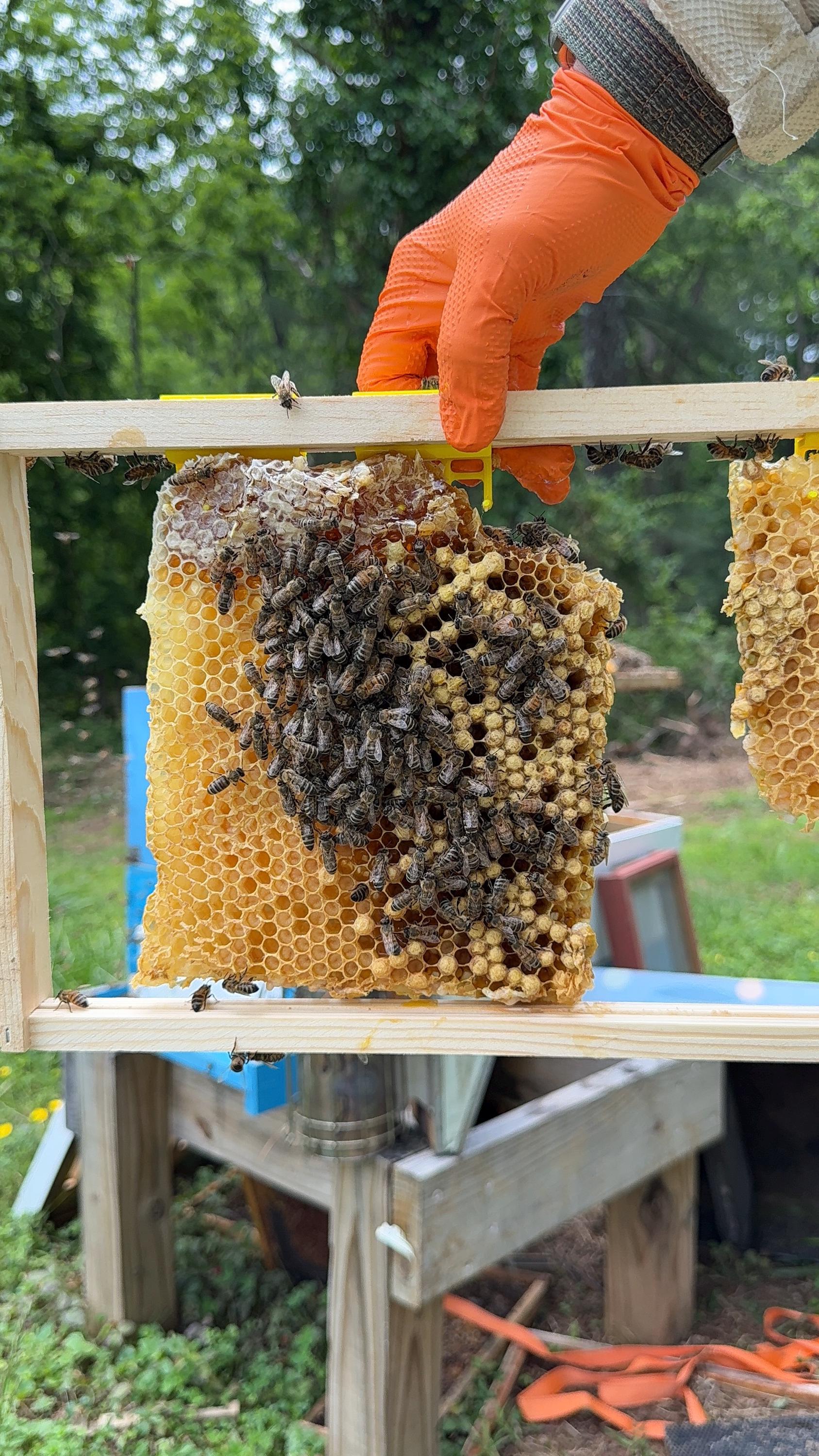 Person holding a honeycomb frame with bees in an outdoor setting