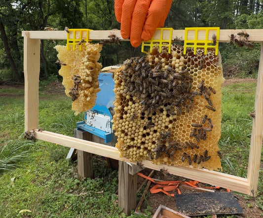 Person holding a honeycomb frame with bees in an outdoor setting
