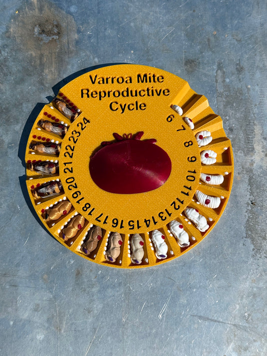 Varroa Mite Life Cycle Chart